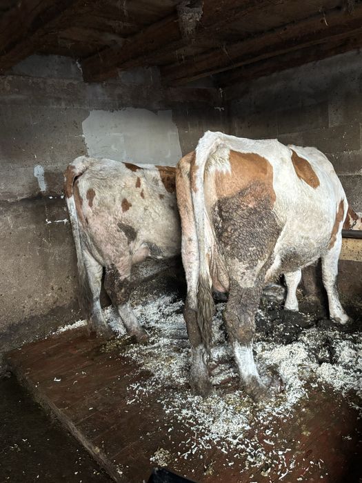 Vand jurinci baltate