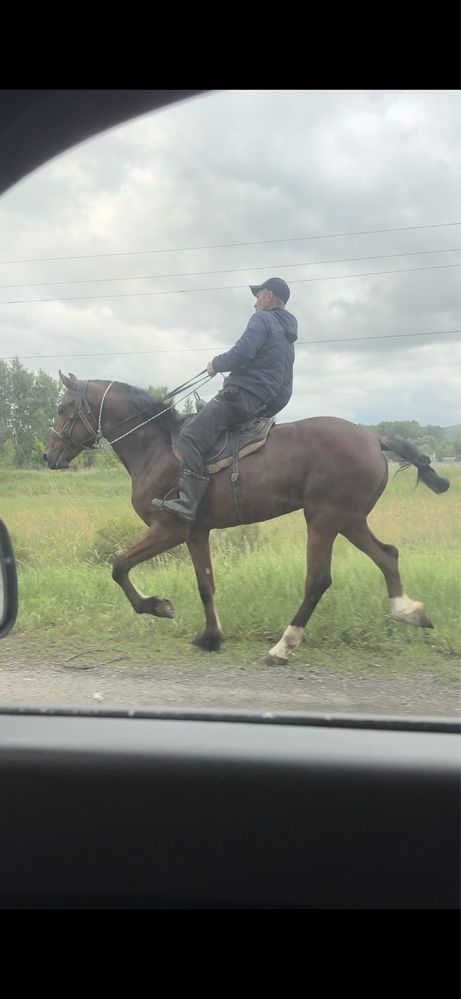Продам  орловкого жеребца