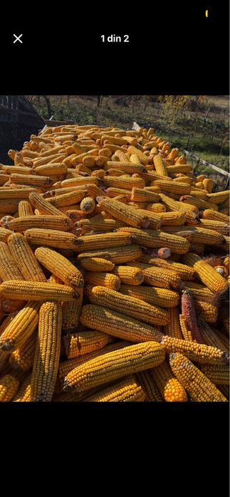 Porumb boabe de vanzare