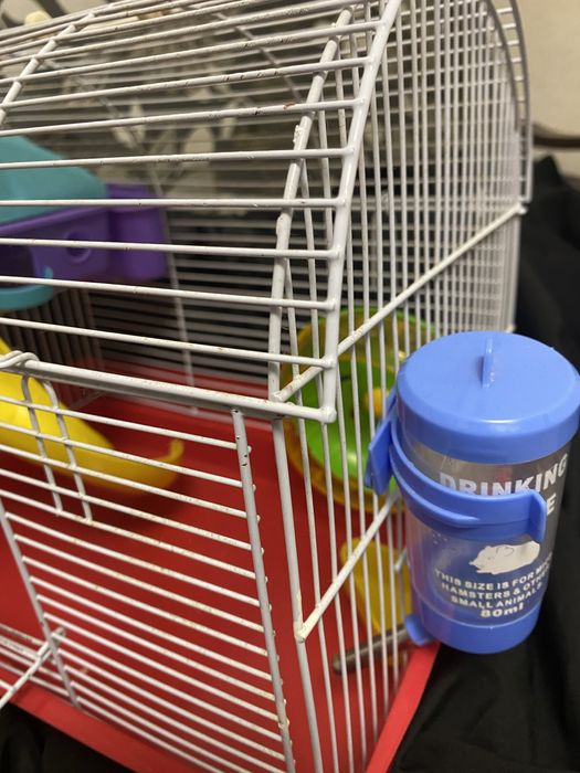 cusca hamsteri pitici