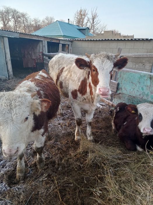 Продам тёлку 11-мес