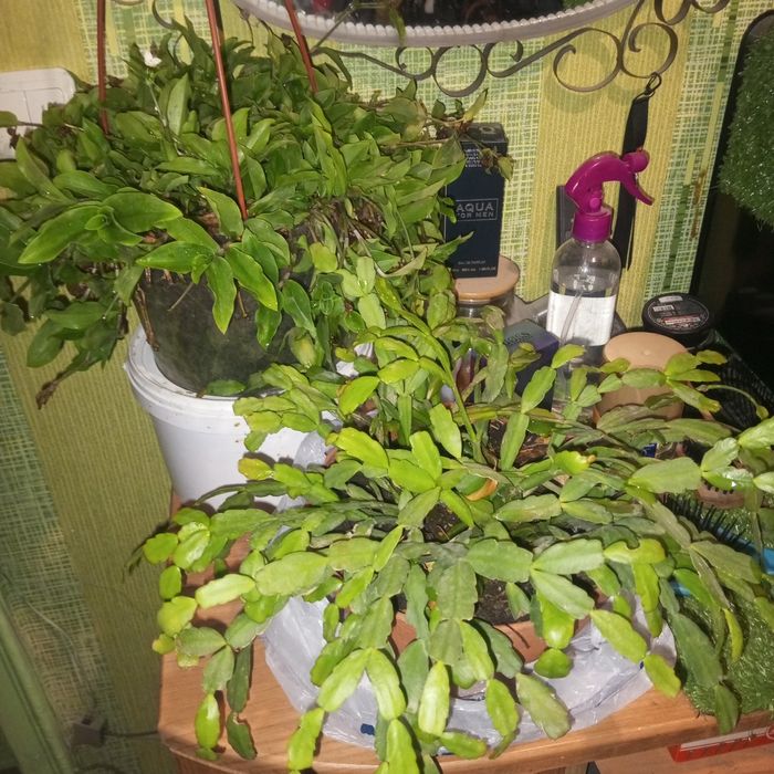 Комнатные растения по символической цене