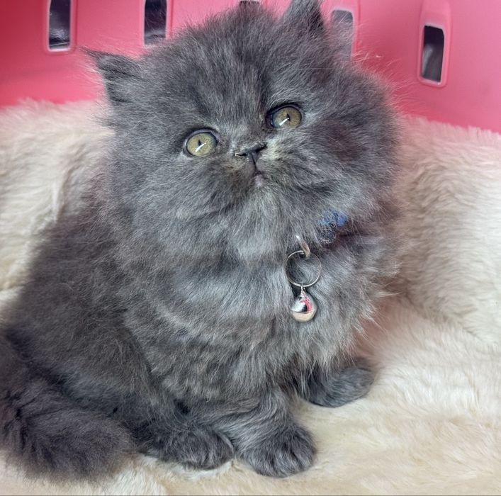 Xayland strayt ogil bola