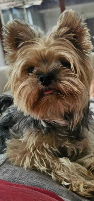 Donez – Yorkshire Mini, 2 ani