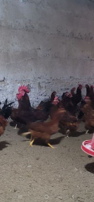 Xan xyap. Zotli  tovuklar. Tuxumi  sotiladi. Uruglangan. Juja  chikors