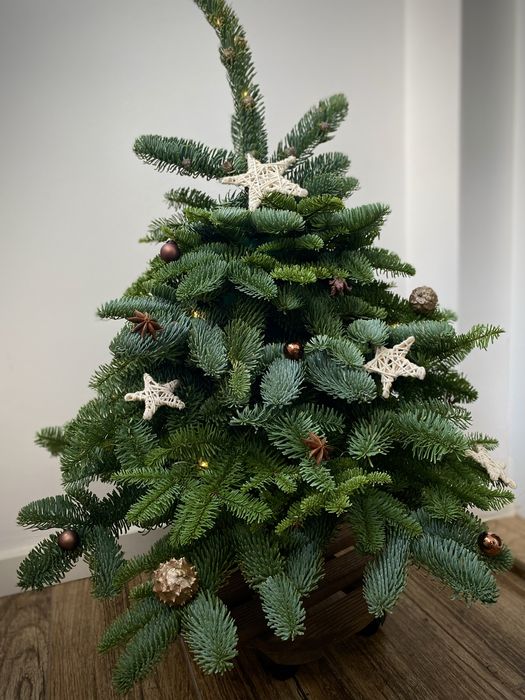 Coronite si braduti de Craciun din brad natural