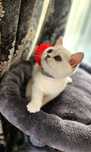 British Shorthair Silver cu pedigree