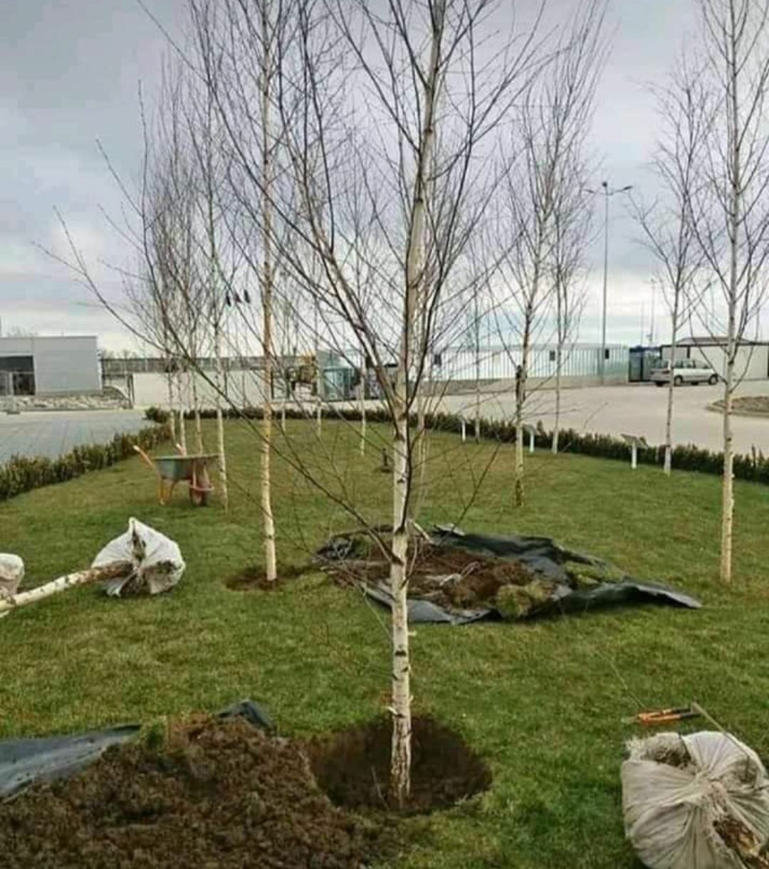 Mestecan cu coaja alba și tei argintiu mirositor