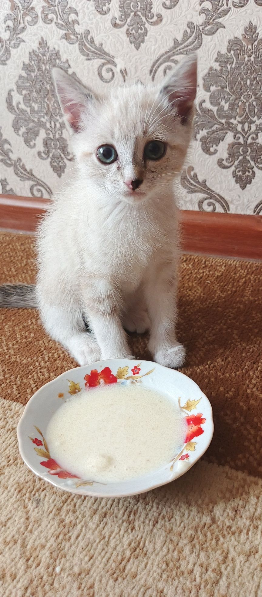 Продается котик смешанный