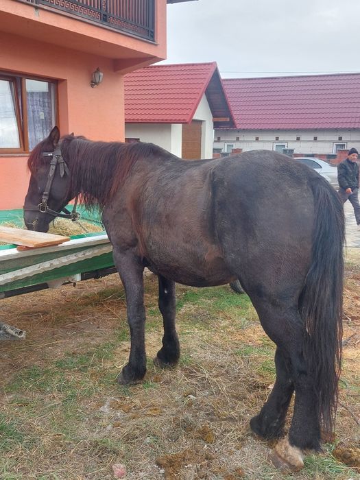 Cal castrat de vanzare