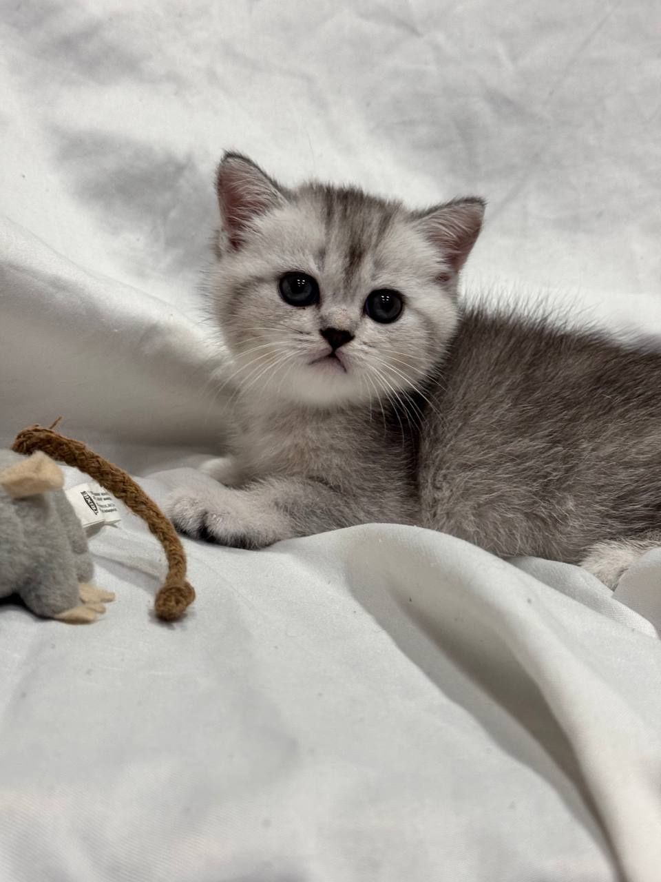 скоттиш страйт серебристая шиншилла