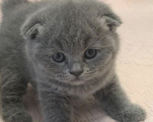 Zotdor mushuklar sotiladi