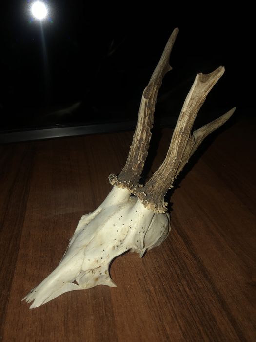 De vanzare 2 perechi de coarne de cerb