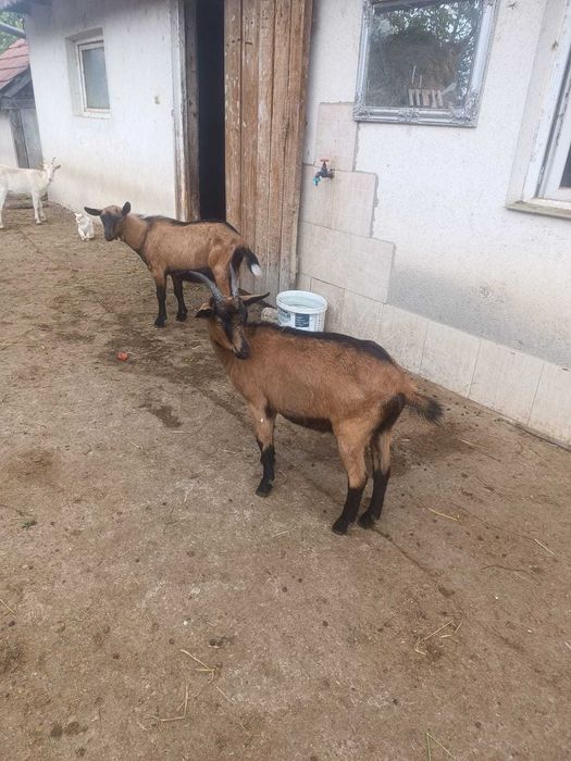 De vânzare capre tinere