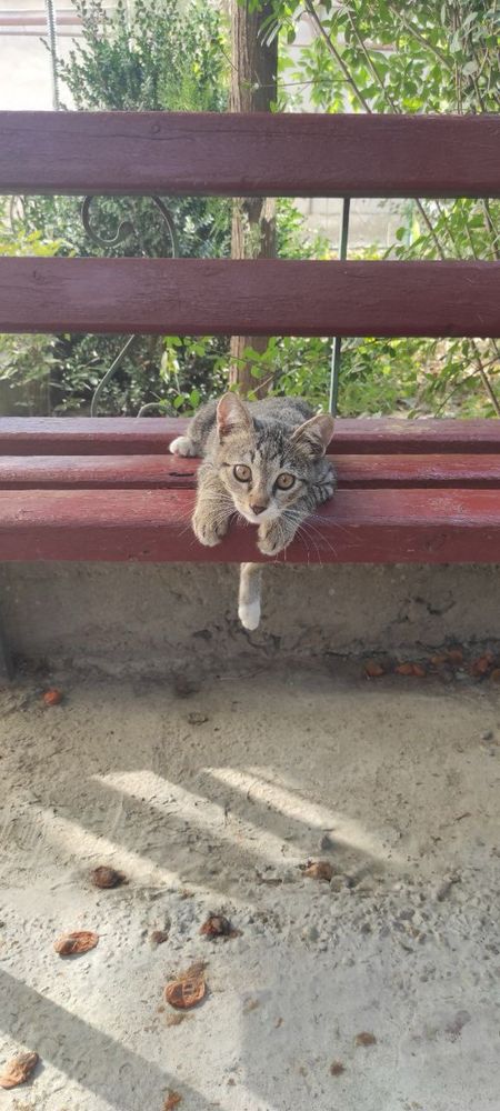 Пристраиваются котята , домашние