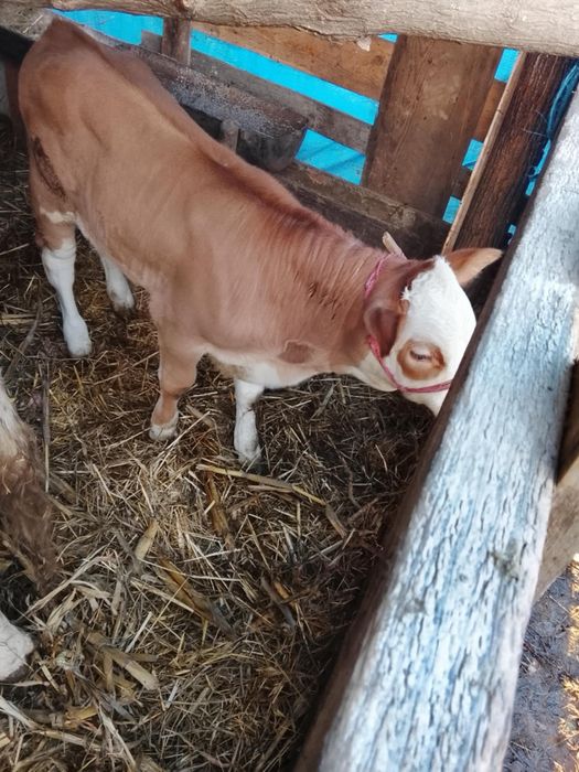 De vânzare viței de diferite marimi