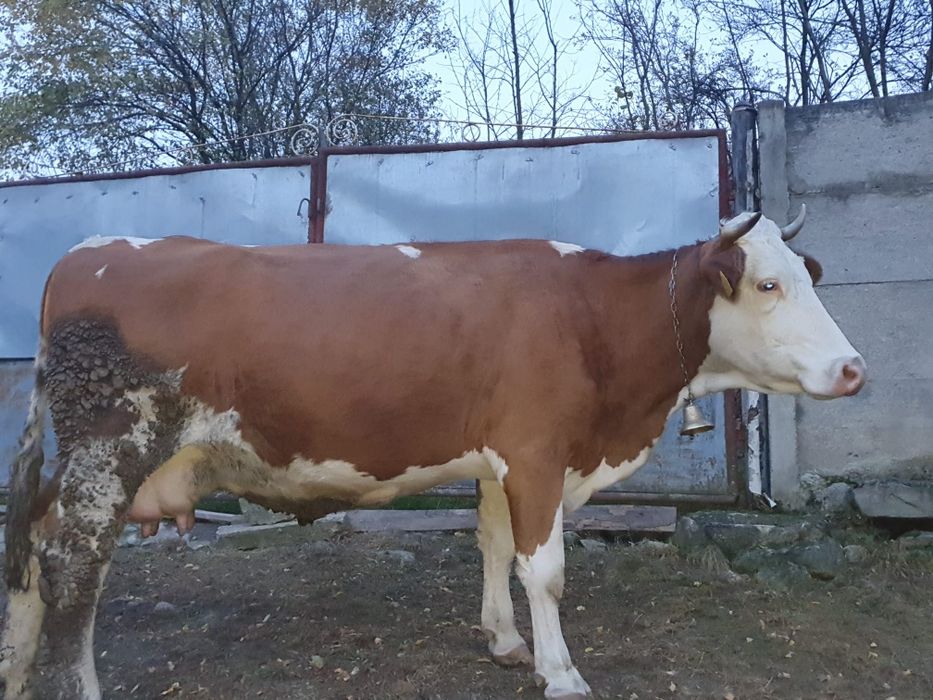 Vând vaca de lapte