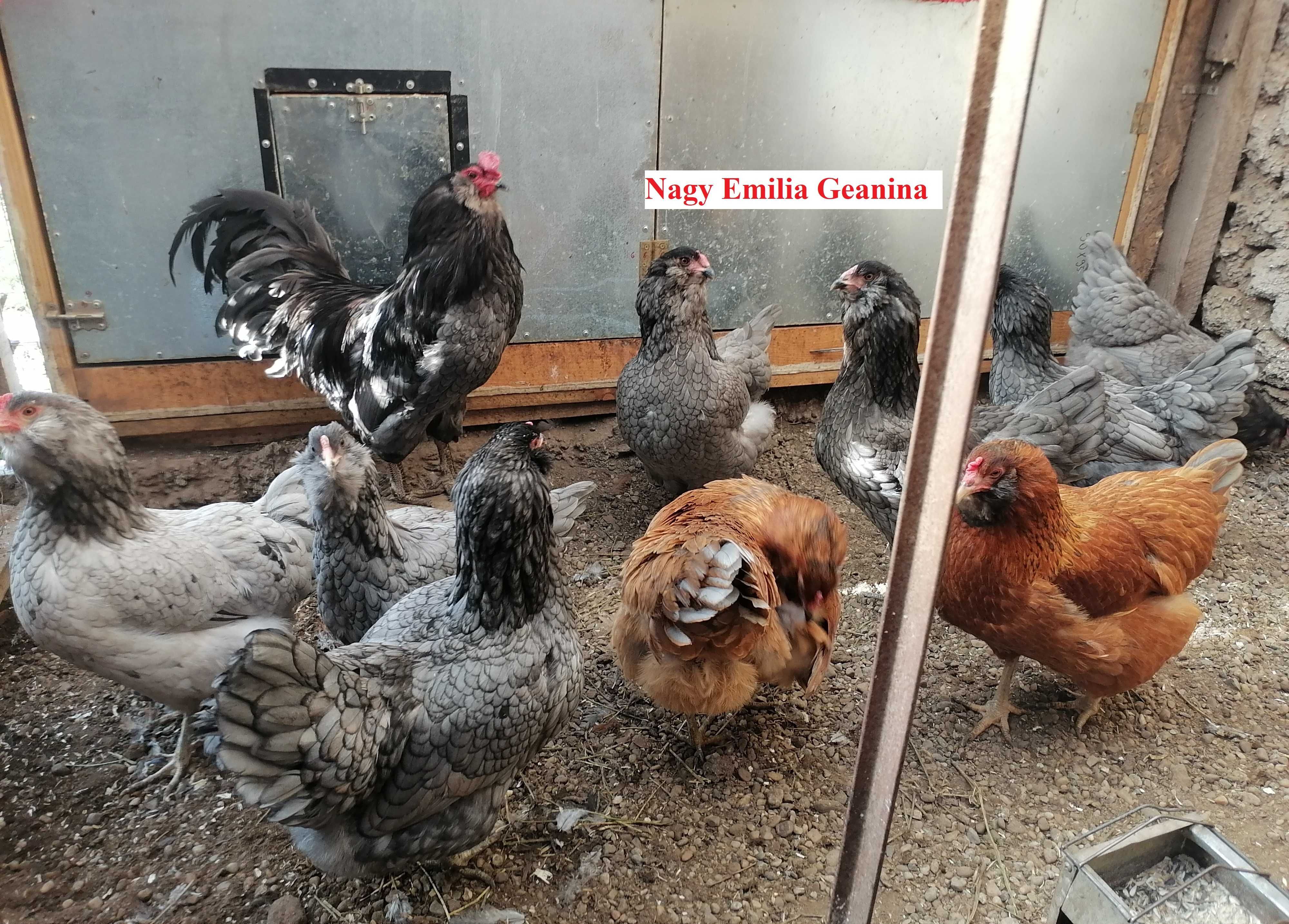 Ouă de incubat Ameraucana albastru