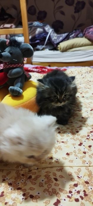 Персийски котенца