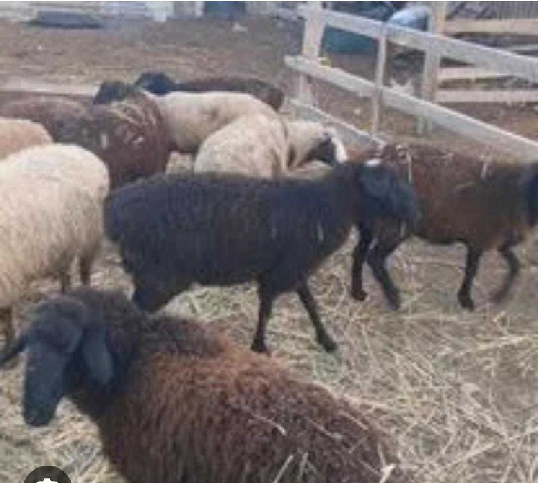 Продам токты, упитанные