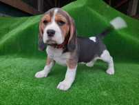 Baietel beagle tricolor
