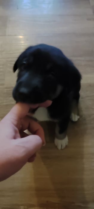 Восточно европейская овчарка, щенки