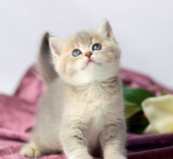 леловое и голубое золото