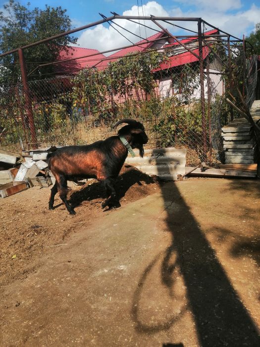 Țap de vânzare rasă mixtă Angolonubian cu alpin francez