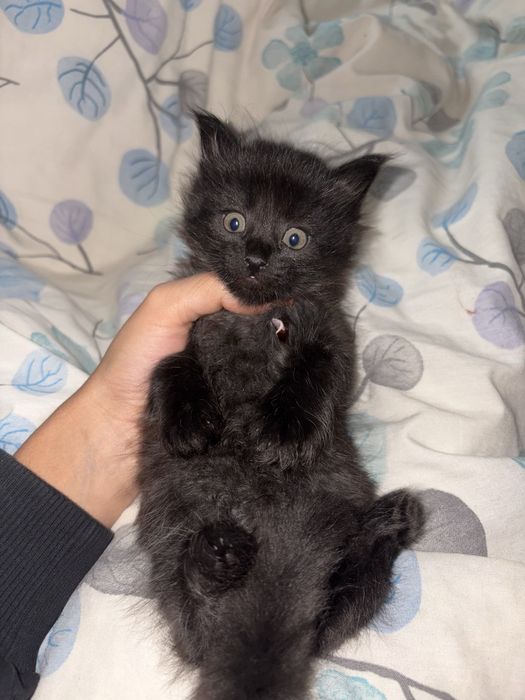 Котята (mushukchalar)