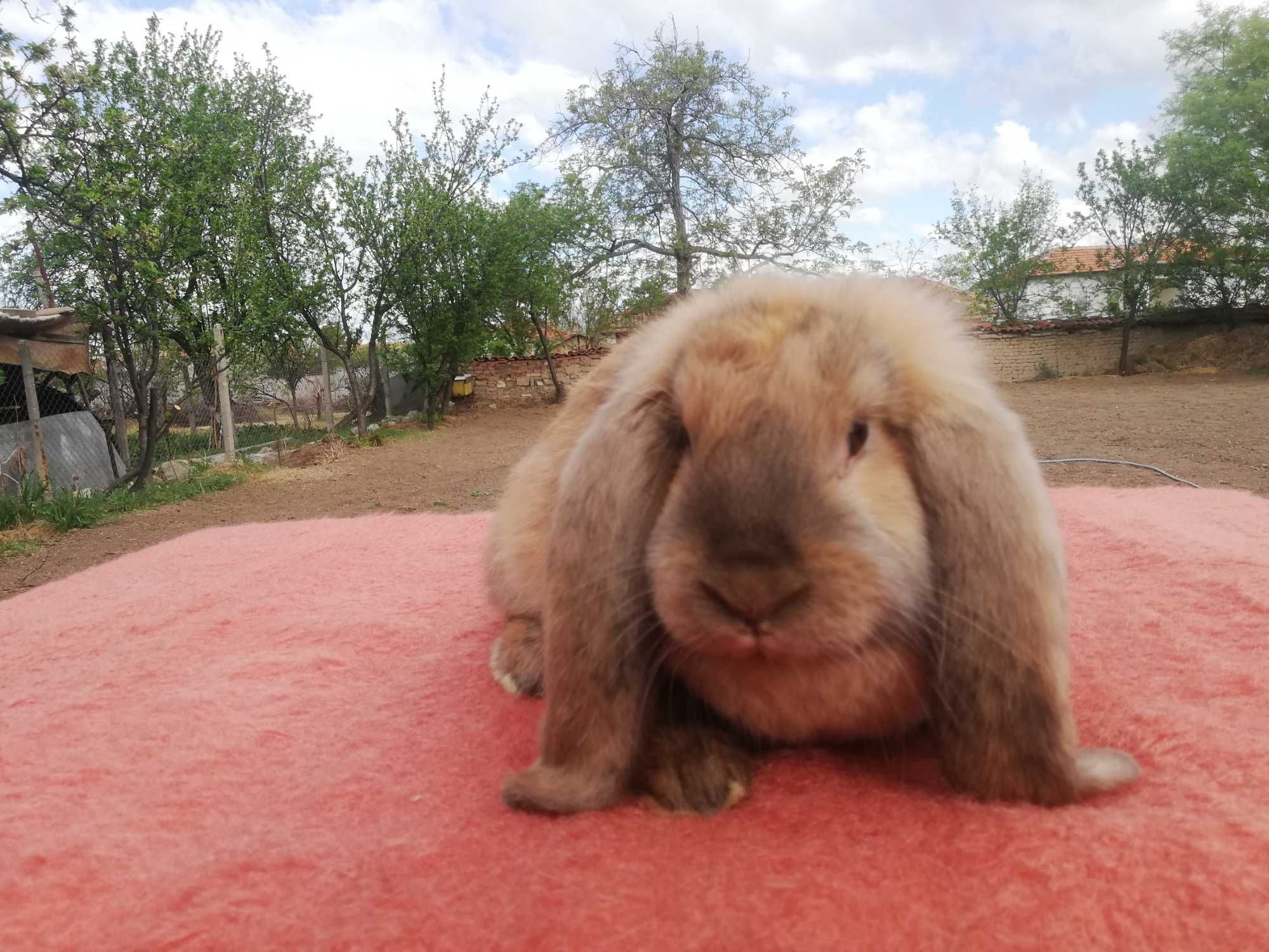 Френски кочовати зайци