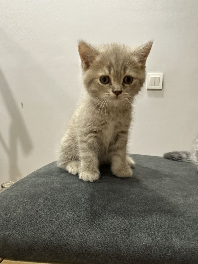 Продаються  котята мама шотланд.скотиш страйт , папа серебристый шинши