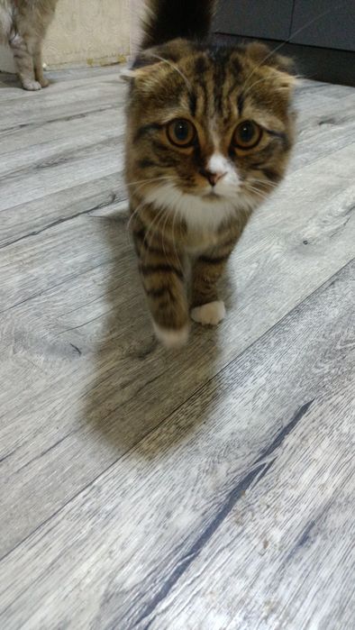 Продам Шотландского веслоухого котенка