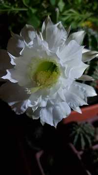 Cactus echinopsis cu florile albe și roze