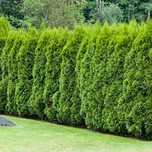 Thuja Smaragd Chiparos leylandii Leylandii auriu Castlevelan Gold