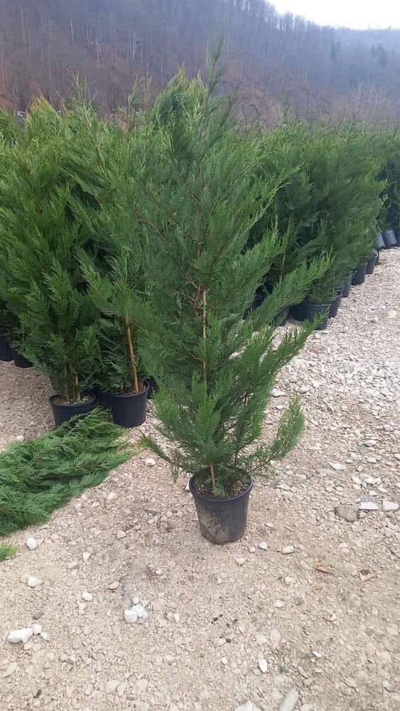 Tuia leylandi,plante ornamentale diferite specii.amenajari gradini