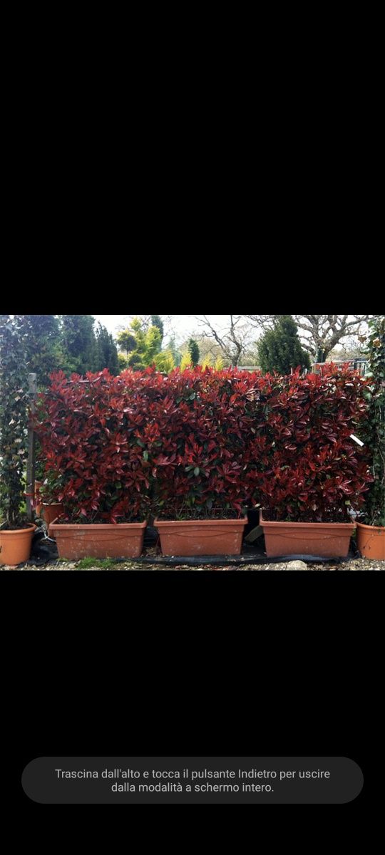 Gard viu  Photinia Red Robin