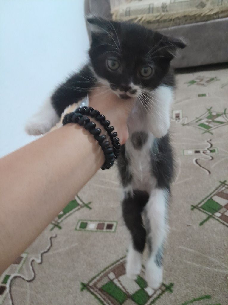 Кот веслоухий отдам бесплатно