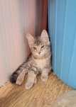 Котята бесплатно