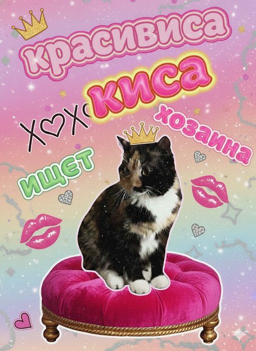 Отдаю кошечу в заботливые руки