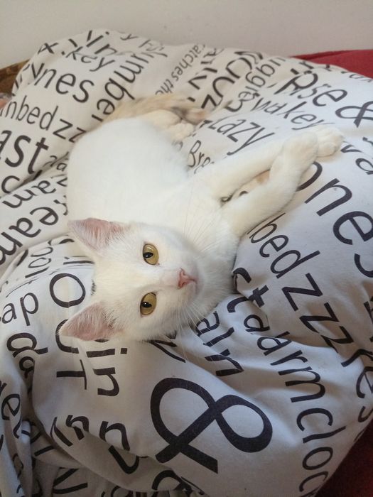 Donez pisicuță, foarte cuminte și sănătoasă.