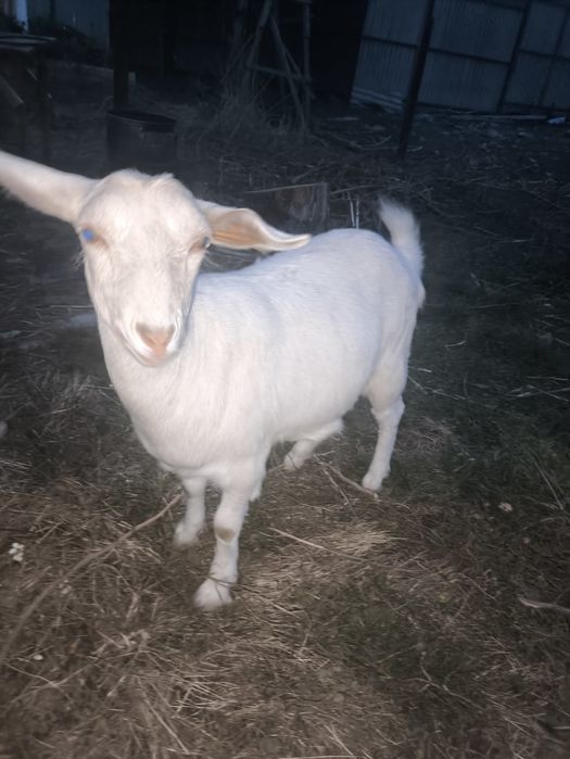 Продам козу молодую