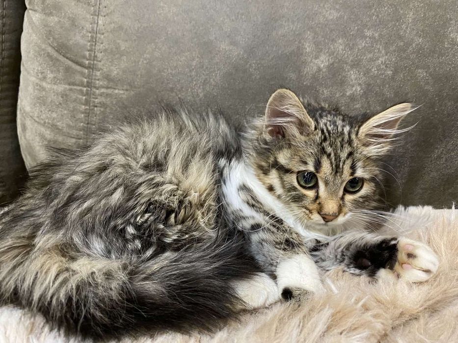 Малка Точица търси дом