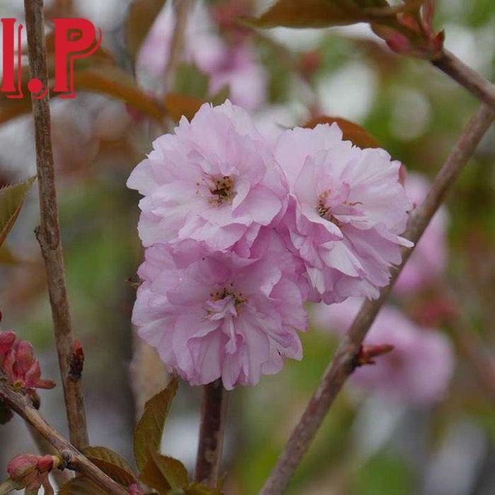 Cires japonez  .