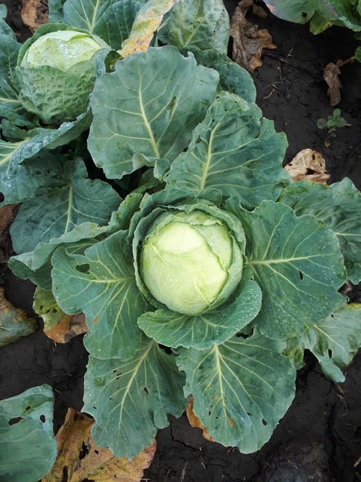 Vând varză de Buzău