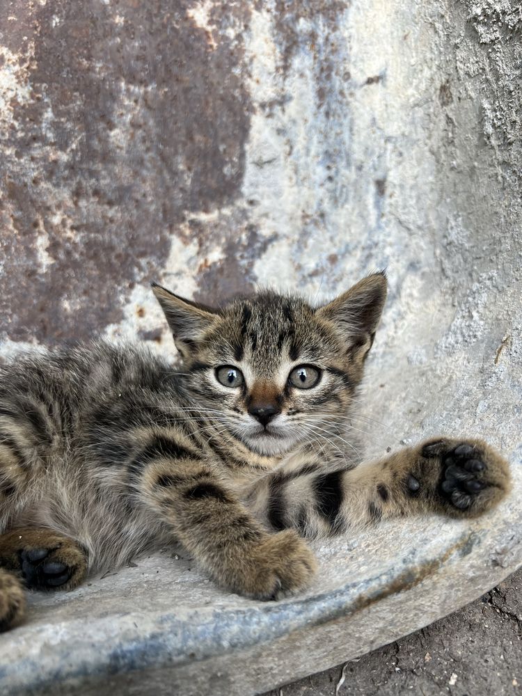 Подарявам котета