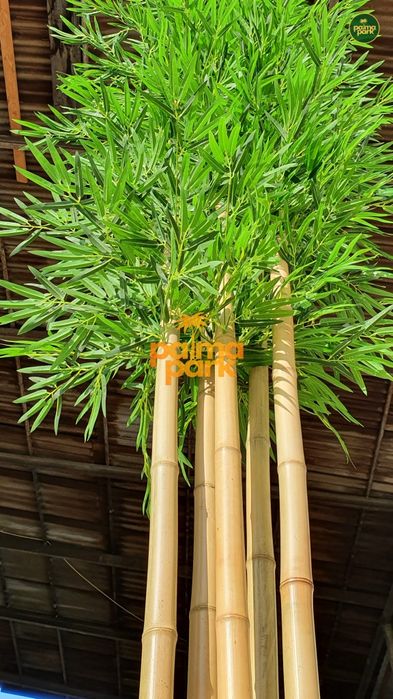 Декоративный бамбук