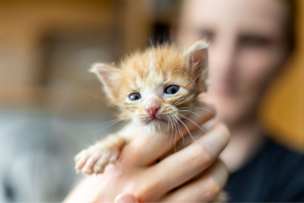 Котенца търсят дом
