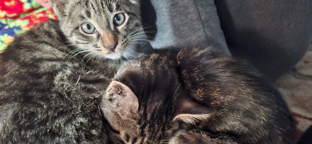 Отдам котят в добрые руки. Mushukchalarni mehrli qoʻllarga beraman