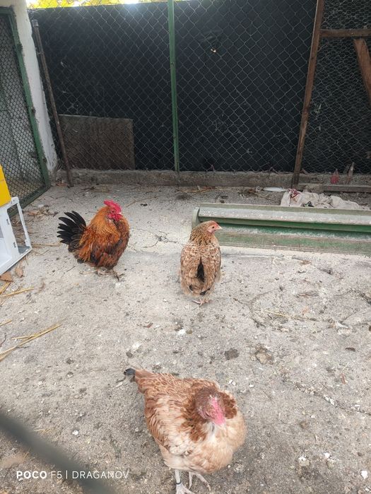 Мини кокошки и петли серама