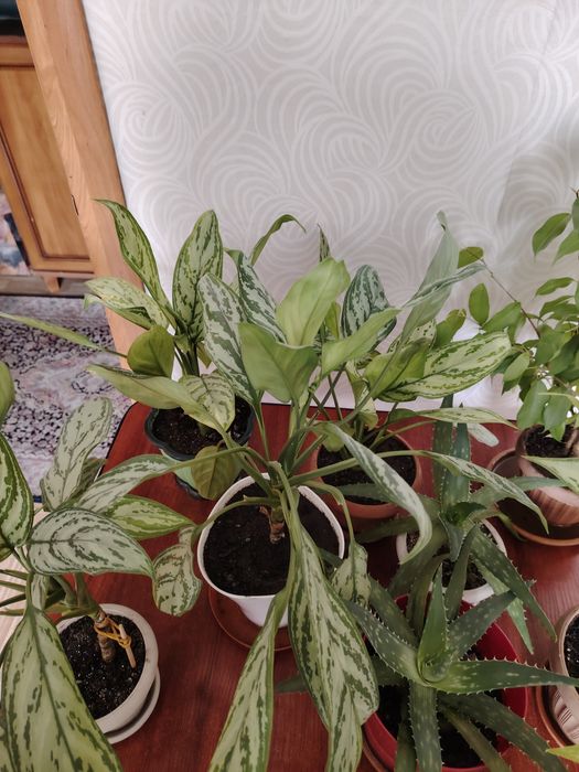 Продам цветы домашние аглонема